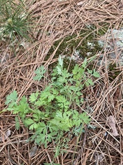 Capnoides sempervirens