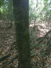 Tilia americana caroliniana
