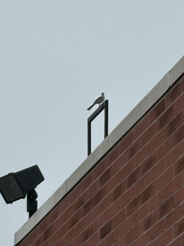 Northern Mockingbird