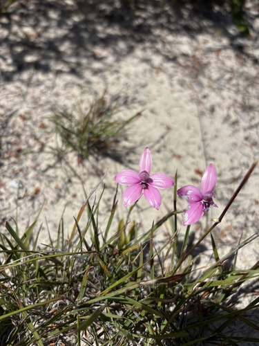 Pink Enamel Orchid