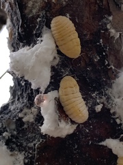 Marchalina hellenica