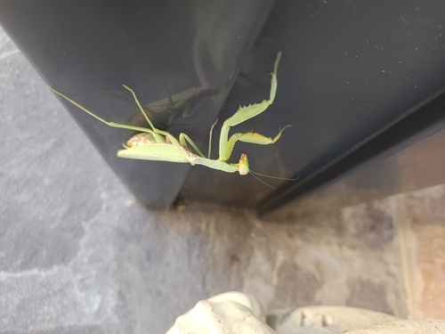 Transcaucasian Giant Mantis
