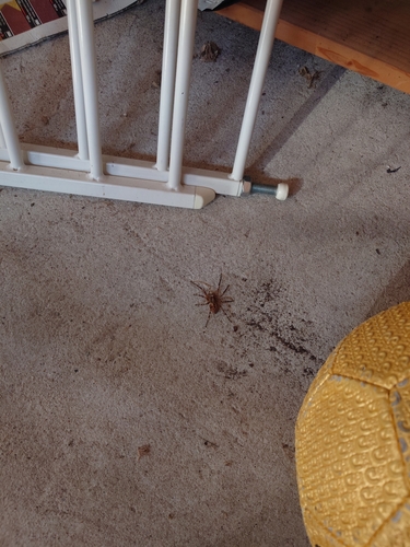 Mediterranean Spiny False Wolf Spider