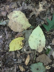 Tilia americana caroliniana