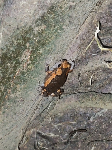 Asian Painted Frog