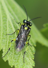 Rhogogaster picta