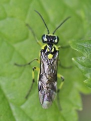 Rhogogaster picta