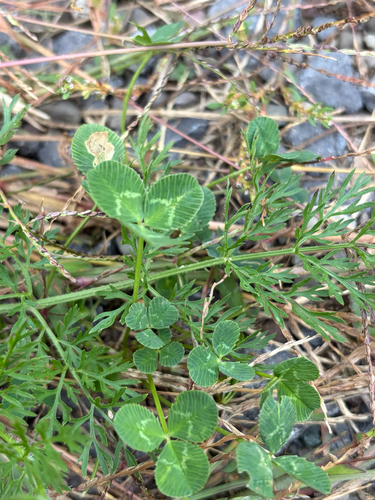 white clover