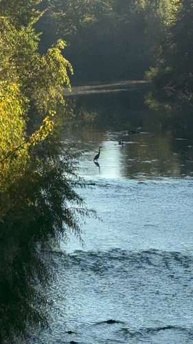 Great Blue Heron