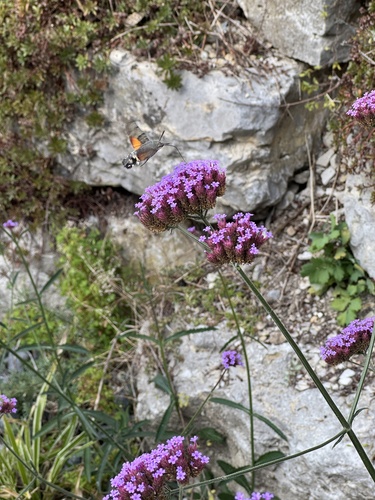 Eurasian Hummingbird Hawkmoth
