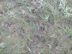 Astragalus subuliformis