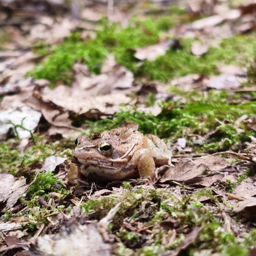 Moor Frog