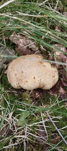 common earthball