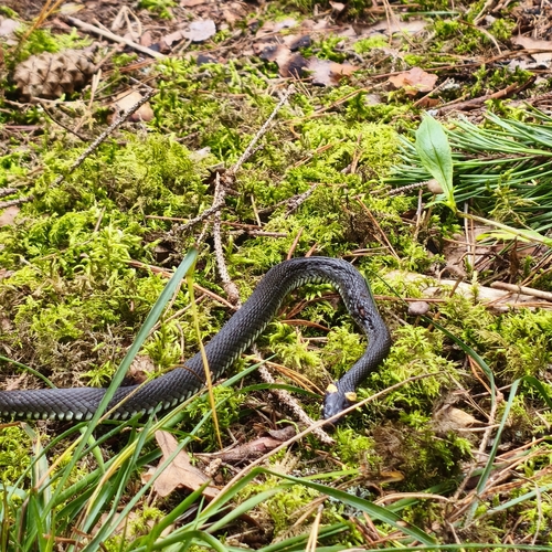 grass snake
