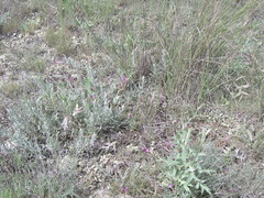 Astragalus subuliformis