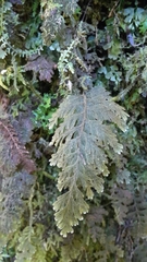 Hymenophyllum frankliniae