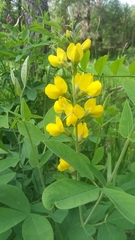 Sophoreae