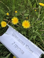 Taraxacum officinale