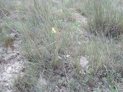 Linaria macroura