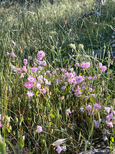 Rhodanthe manglesii, 2026-10-04