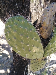 Opuntia jaliscana
