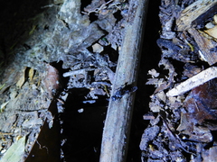 Tiphiinae