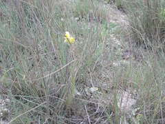 Linaria macroura
