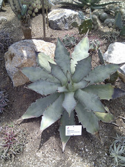 Agave titanota
