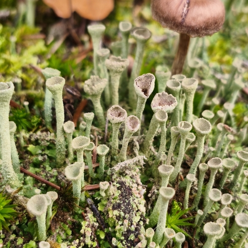 Trumpet Lichen