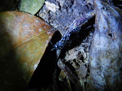 Tiphiinae