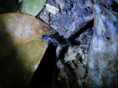 Tiphiinae