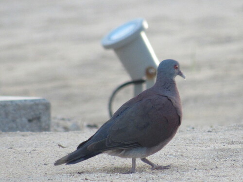 iNaturalist image