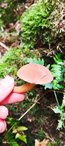 Bay Bolete