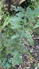 Hymenophyllum scabrum