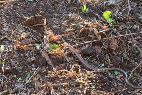 Common Slowworm