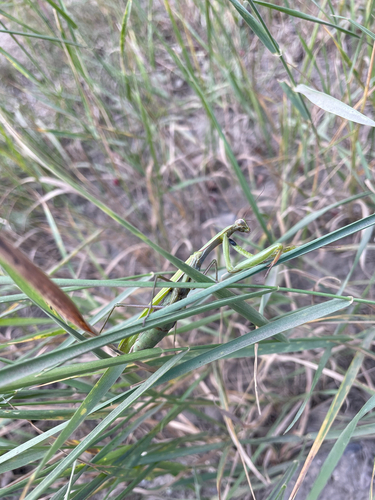 European Mantis