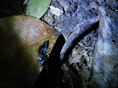 Tiphiinae