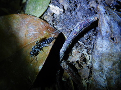 Tiphiinae