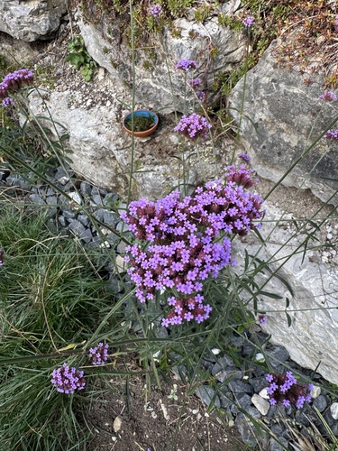 purpletop vervain