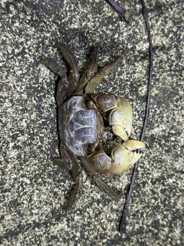 Orisarma neglectum