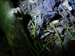 Tiphiinae