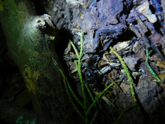 Tiphiinae