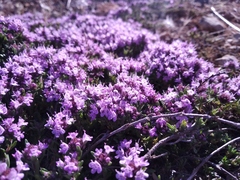 Thymus tauricus