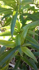 Melicytus lanceolatus