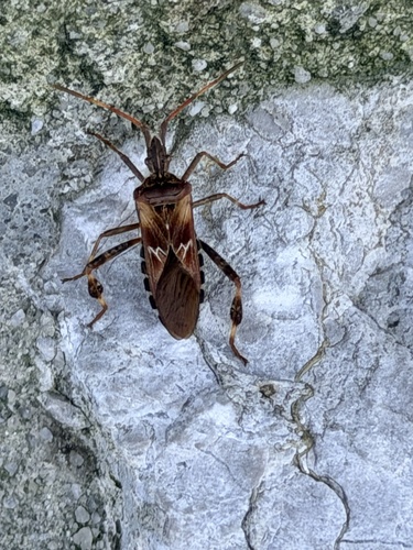 Western Conifer Seed Bug