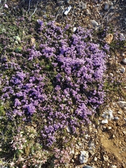 Thymus tauricus