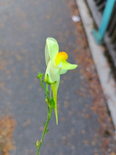 common toadflax
