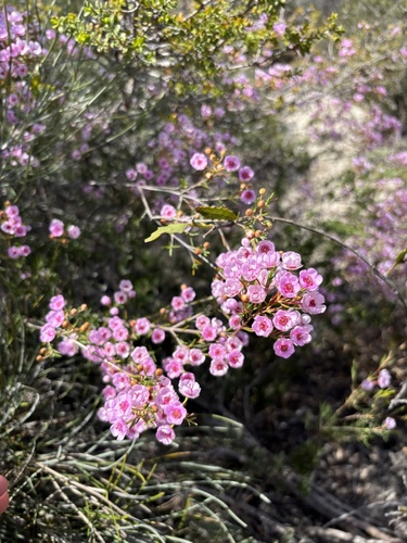 Verticordia picta