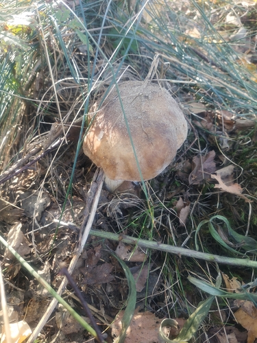 King Bolete