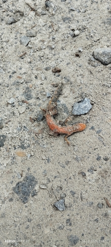 Alpine Newt